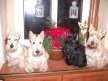 Choosing the Perfect Scottish Terrier Coat Color for Your Family-Wheaten, Black or Brindle