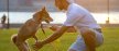 Dealing with Common Problems in Training Grown-up Dogs: Simple Solutions