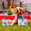 Buy Healthy Dog Biscuits Online at Best Prices in India– GoofyTails