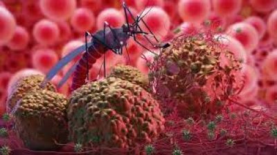 Malaria Symptoms, Causes, Prevention, and Treatment