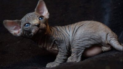 Sphynx World Home of all Sphynx Cats